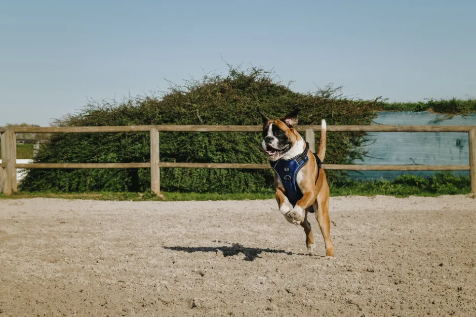 RIDING WORLD - Simba - Hundegeschirr
