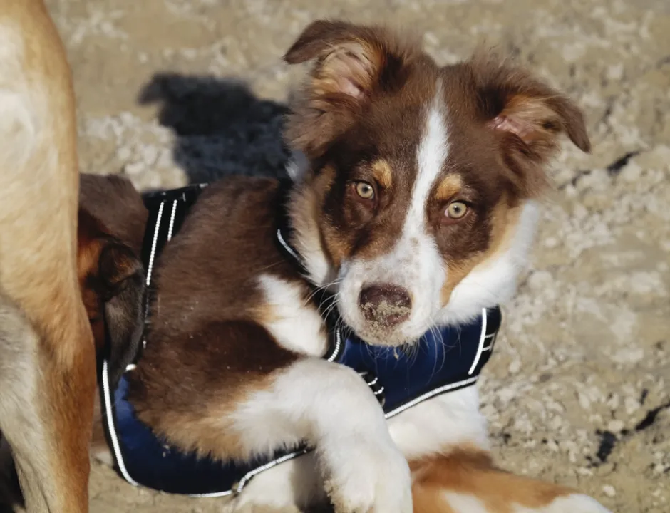 RIDING WORLD - Simba - Hundegeschirr