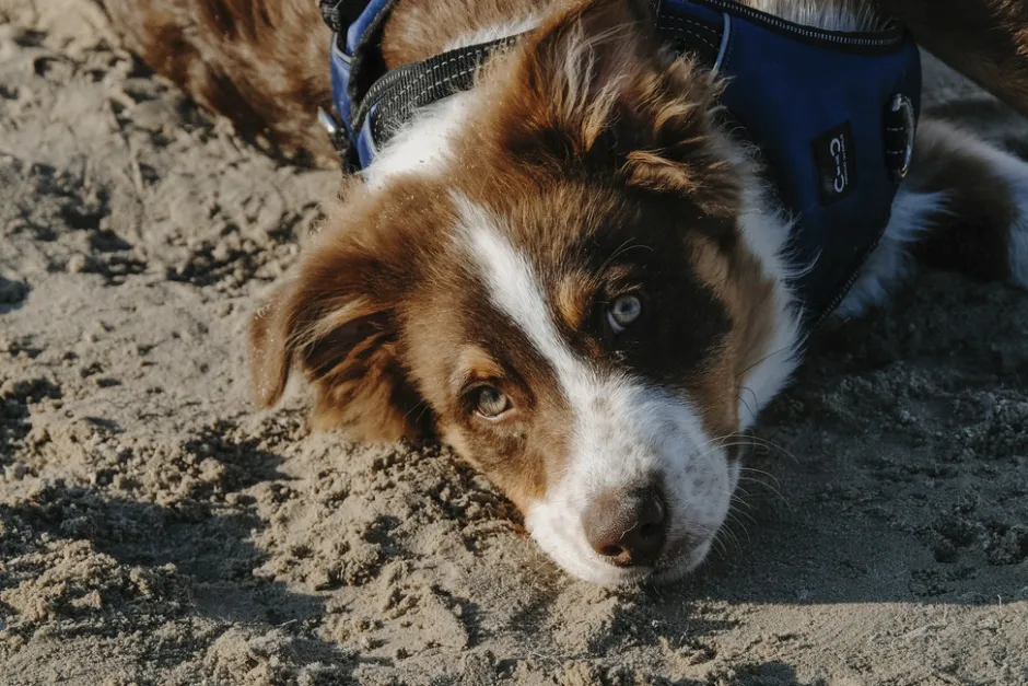 RIDING WORLD - Simba - Hundegeschirr