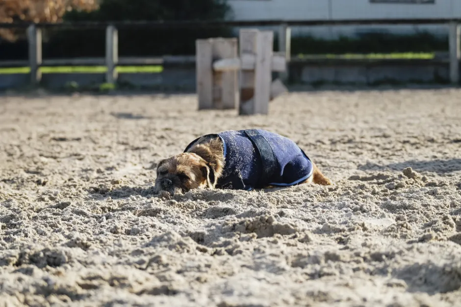 RIDING WORLD Fleecedecke für Hund