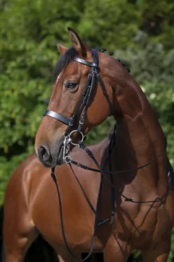 RIDING WORLD Kandarenzaum