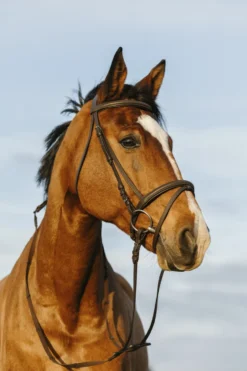 Riding World Trense mit gepolstertem kombinierten Nasenriemen