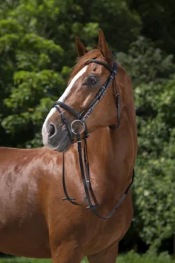 RIDING WORLD Trensenzaum mit kombiniertem Reithalfter
