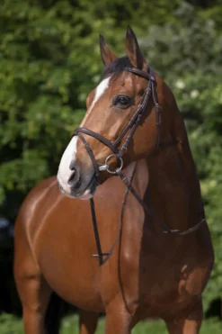 RIDING WORLD Trensenzaum mit kombiniertem Reithalfter