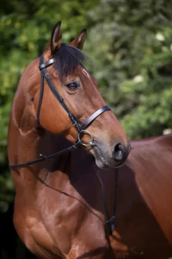 RIDING WORLD Trensenzaum mit französischem Nasenriemen