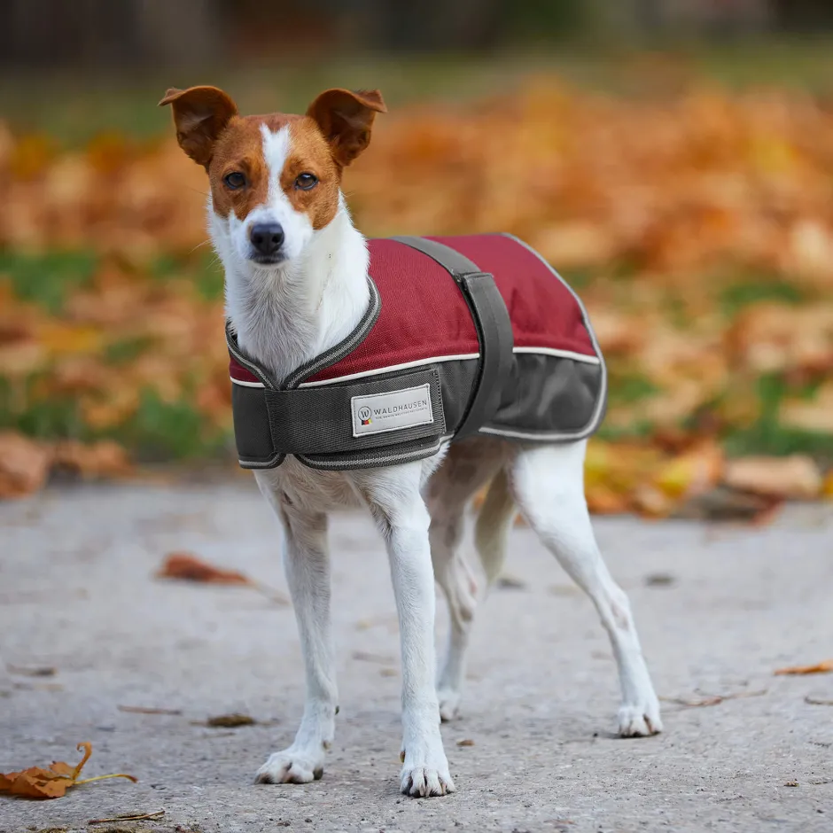 WALDHAUSEN COMFORT Hundedecke, 200 g