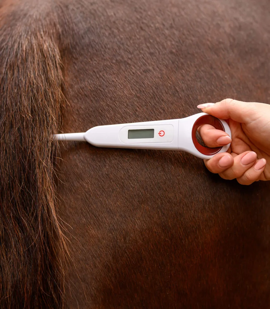 WALDHAUSEN Digital-Fieberthermometer für Pferde